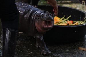 Tiny Hippo Went Extinct Because It Was Not As Cute As Moo Deng, Probably