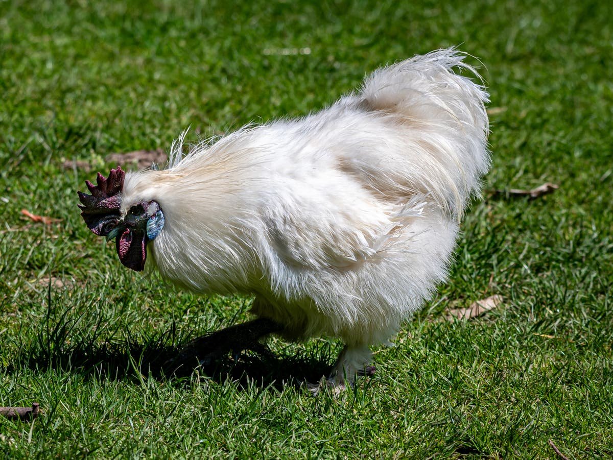 Tourist pleads guilty after throwing chicken named Betty White into an alligator pond