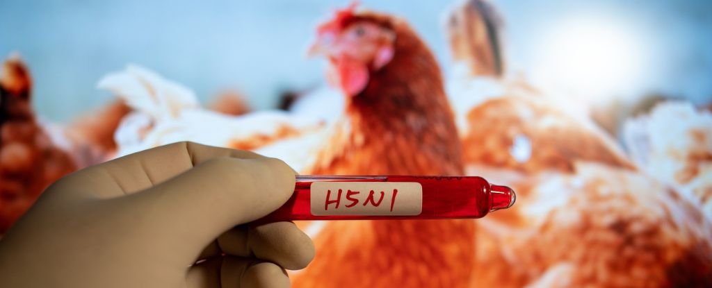 US Confirms First Human Case of Bird Flu With No Known Animal Trace : ScienceAlert