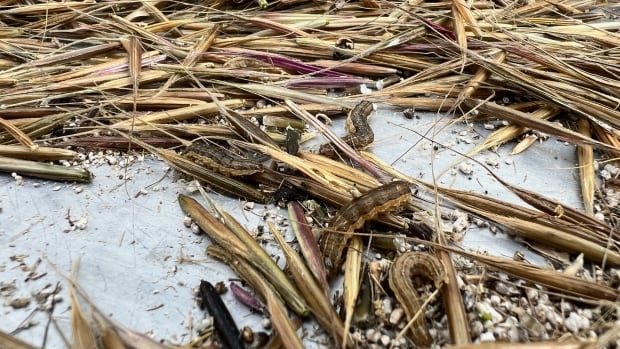 Unidentified pest devastates already weakened wild rice crop in northern Sask.