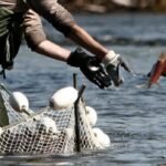 Very few sockeye have passed Chilcotin River landslide area: DFO