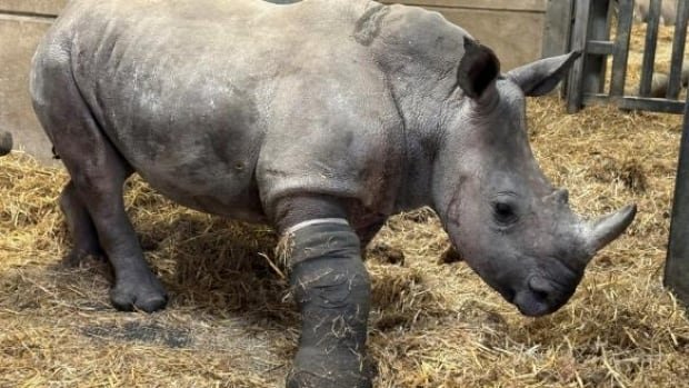 What do you do when a rhino breaks a leg? Call a horse doctor, of course