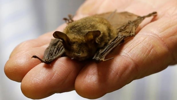 When bats were wiped out, more human babies died, a study found. Here's why