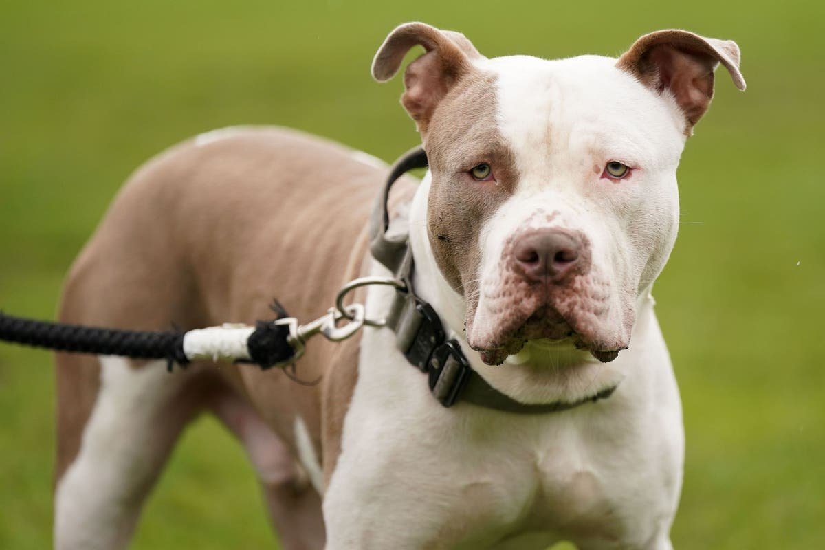 XL Bully dogs found beheaded and floating dead in cages as neglect against the banned breed soars