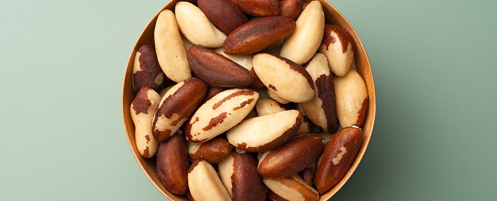 A Few Brazil Nuts Each Day Could Be Just The Thing Your Stressed Gut Needs : ScienceAlert