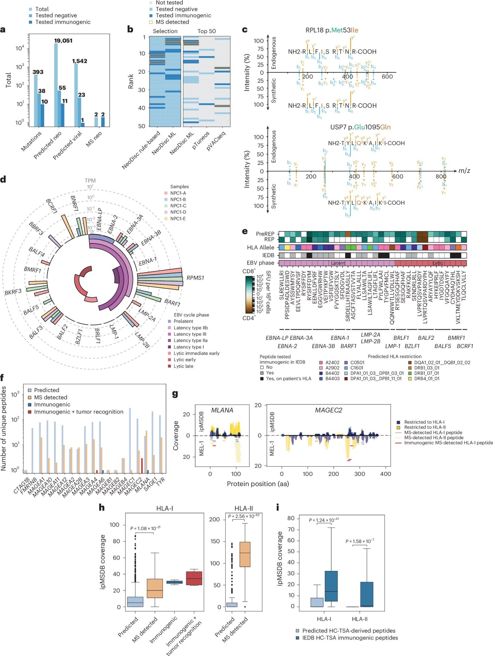 An AI-powered pipeline for personalized cancer vaccines