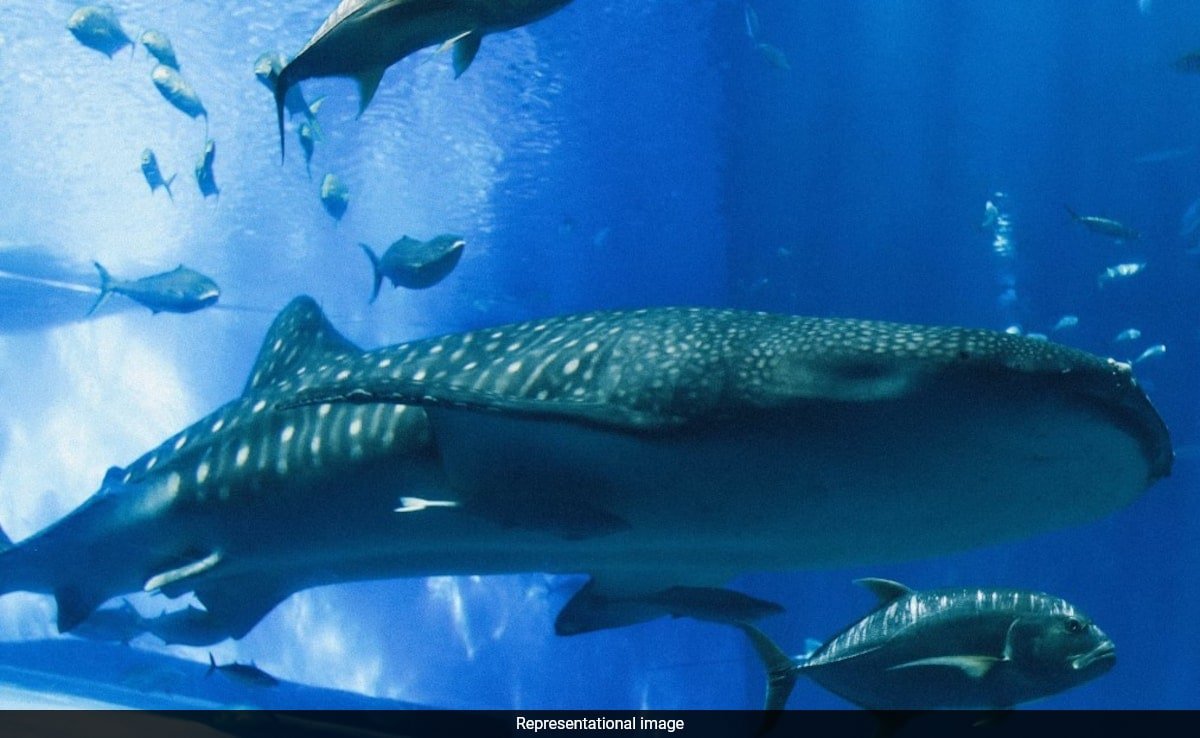 Chinese Aquarium's Star 'Whale Shark' Turns Out To Be A Robot, Visitors Outraged