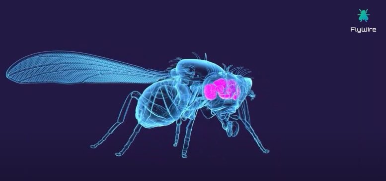 Complete Neural Blueprint: Scientists Map Over 50 Million Connections in Fruit Fly Brain