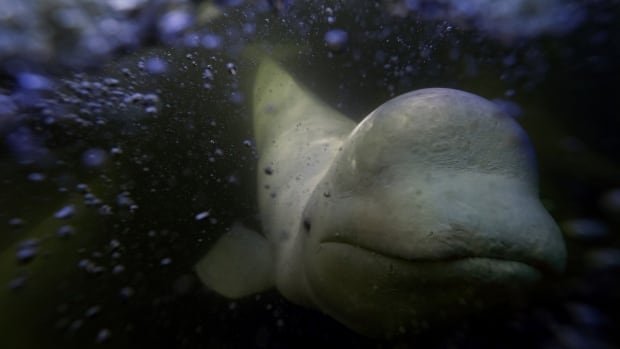 Curious belugas frolic in a warming Hudson Bay that threatens polar bears