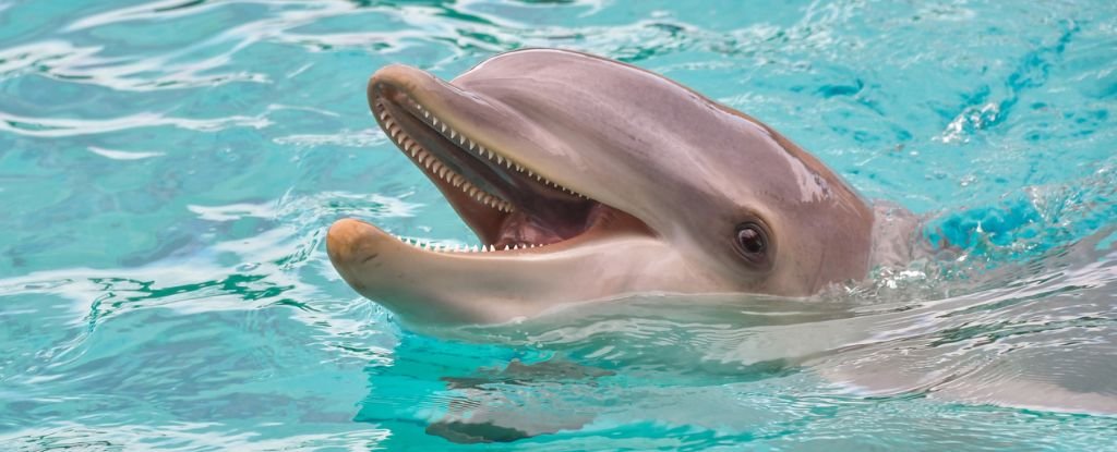 Dolphins May Actually Smile at One Another For The Same Reasons We Do : ScienceAlert