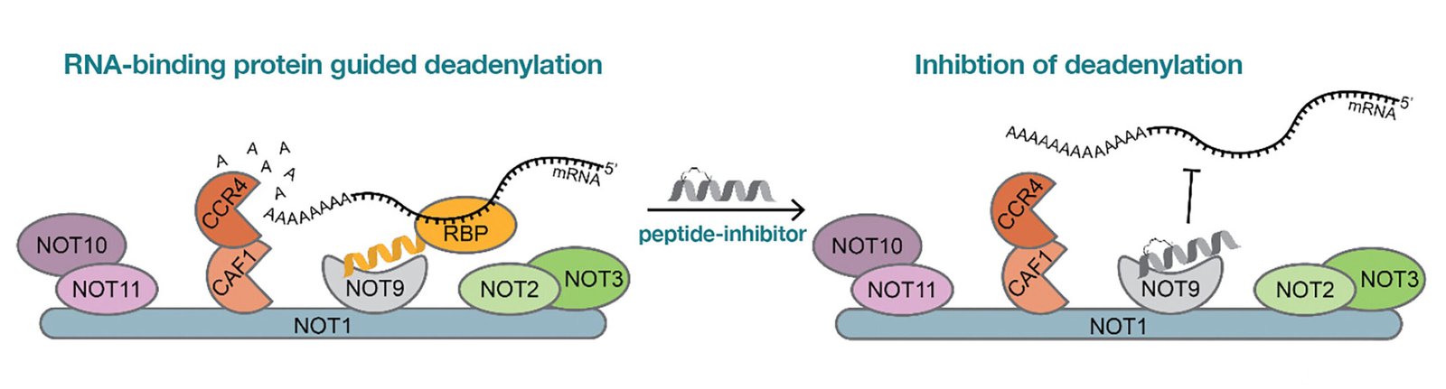 First mRNA stabilizing substance could aid in development of innovative mRNA therapeutics