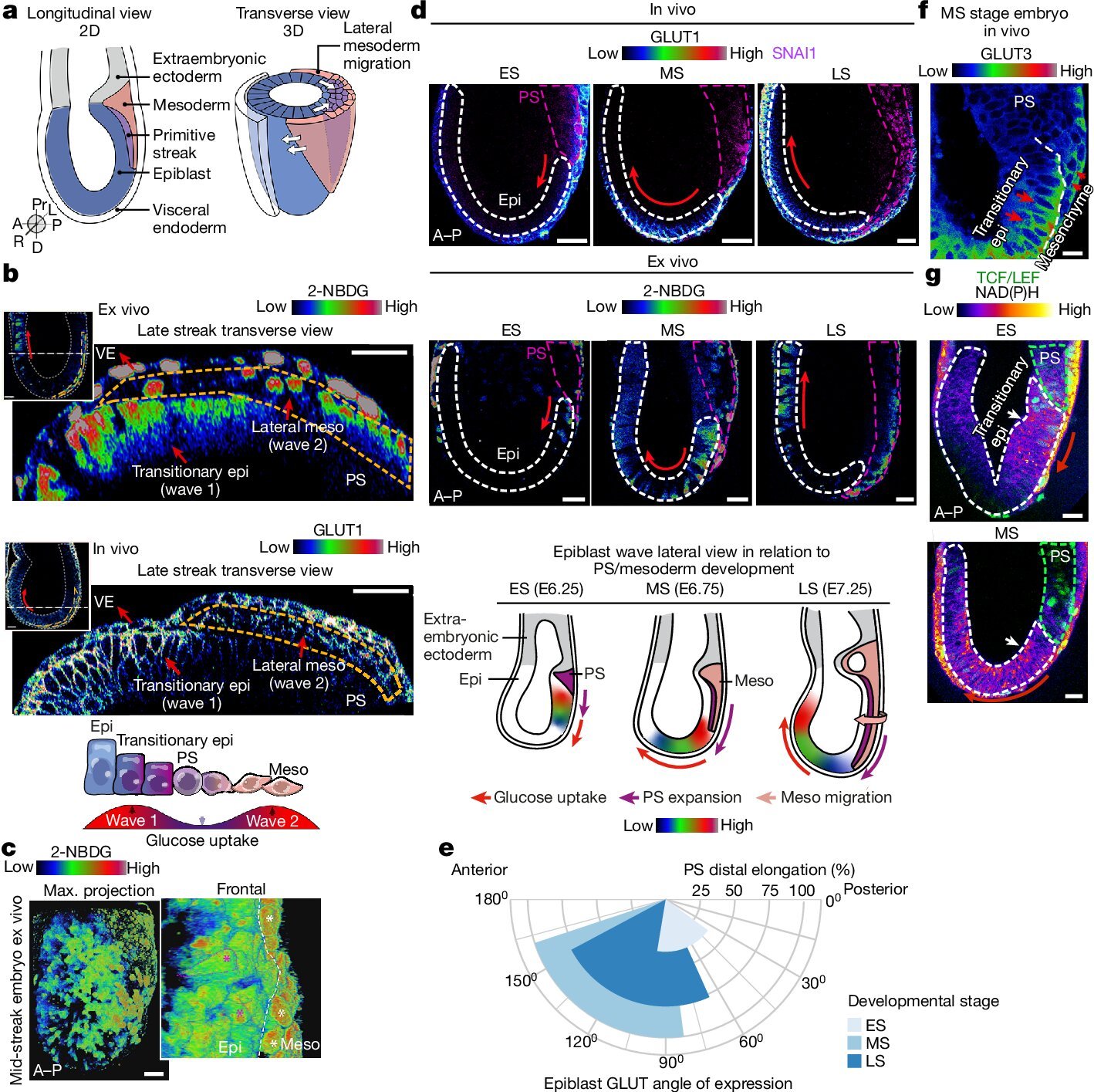 Glucose metabolism drives embryonic development in mice, study reveals