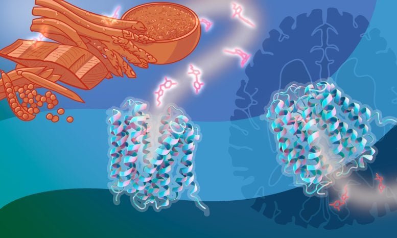 Transport of Vitamin B1 in the Human Body