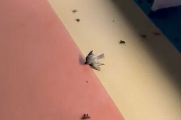 Hurricane Milton: Mystery as birds drop dead out the sky on to cruise ship after storm