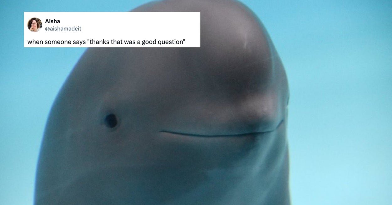 I'm 99% Sure The Smiling Dolphin Meme Is The Best Wholesome Meme Of The Year