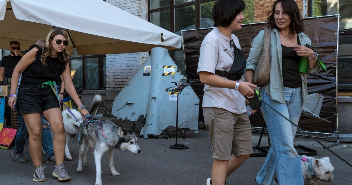 In Ukraine, small, fluffy dogs offer wartime comfort