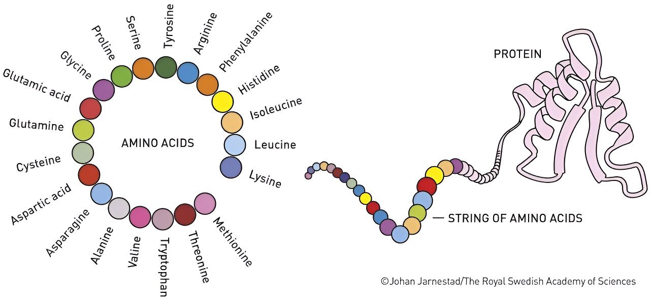 Machine learning cracked the protein-folding problem and won the 2024 Nobel Prize in chemistry