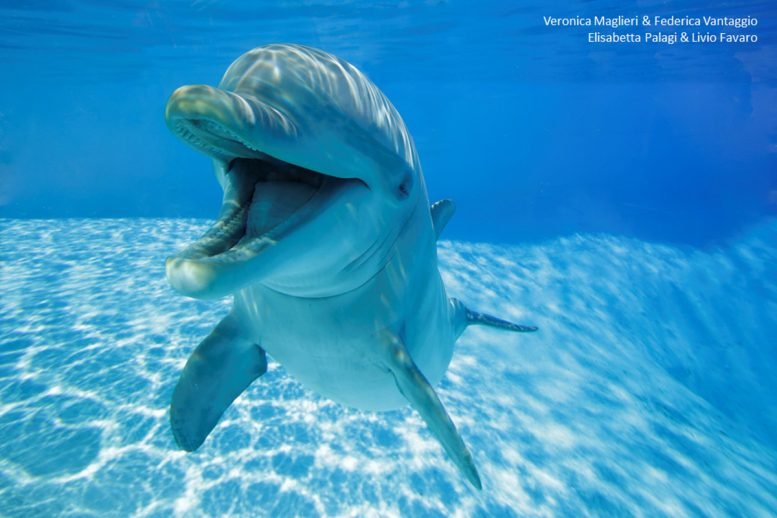 Dolphin Open Mouth