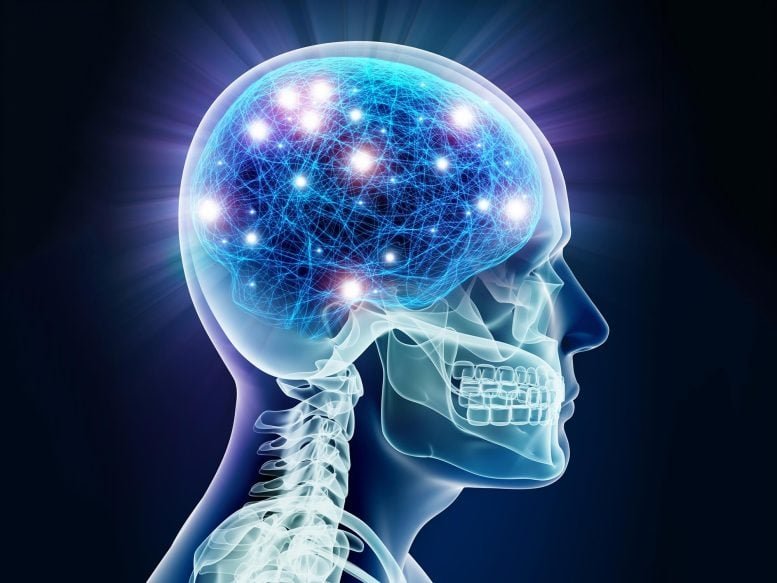 Neurons Brain Activity X ray