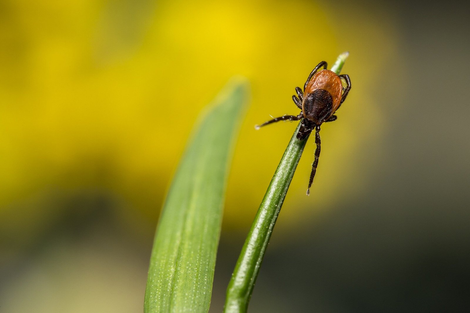 Rates of a tick-borne parasitic disease are on the rise, researchers find