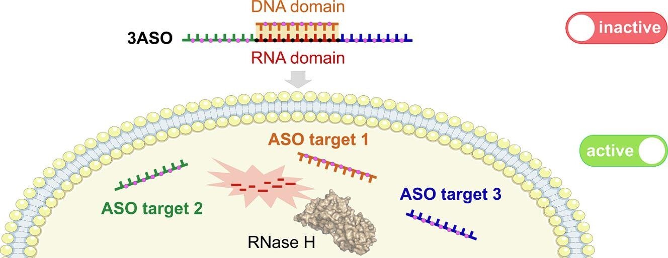 Researchers design a drug capable of acting simultaneously against three different therapeutic targets