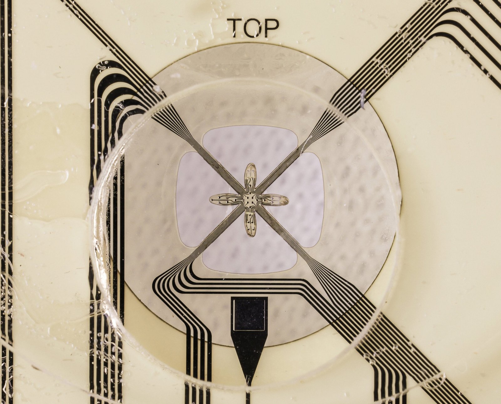 Researchers develop a device called e-Flower that records neuronal activity with electronic petals