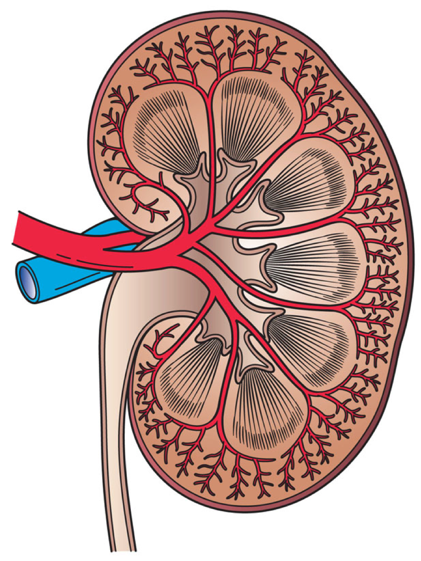 Researchers integrate multiple protein markers to predict health outcomes in individuals with chronic kidney disease