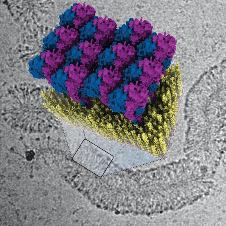 How Innate Immunity Envelops Bacteria