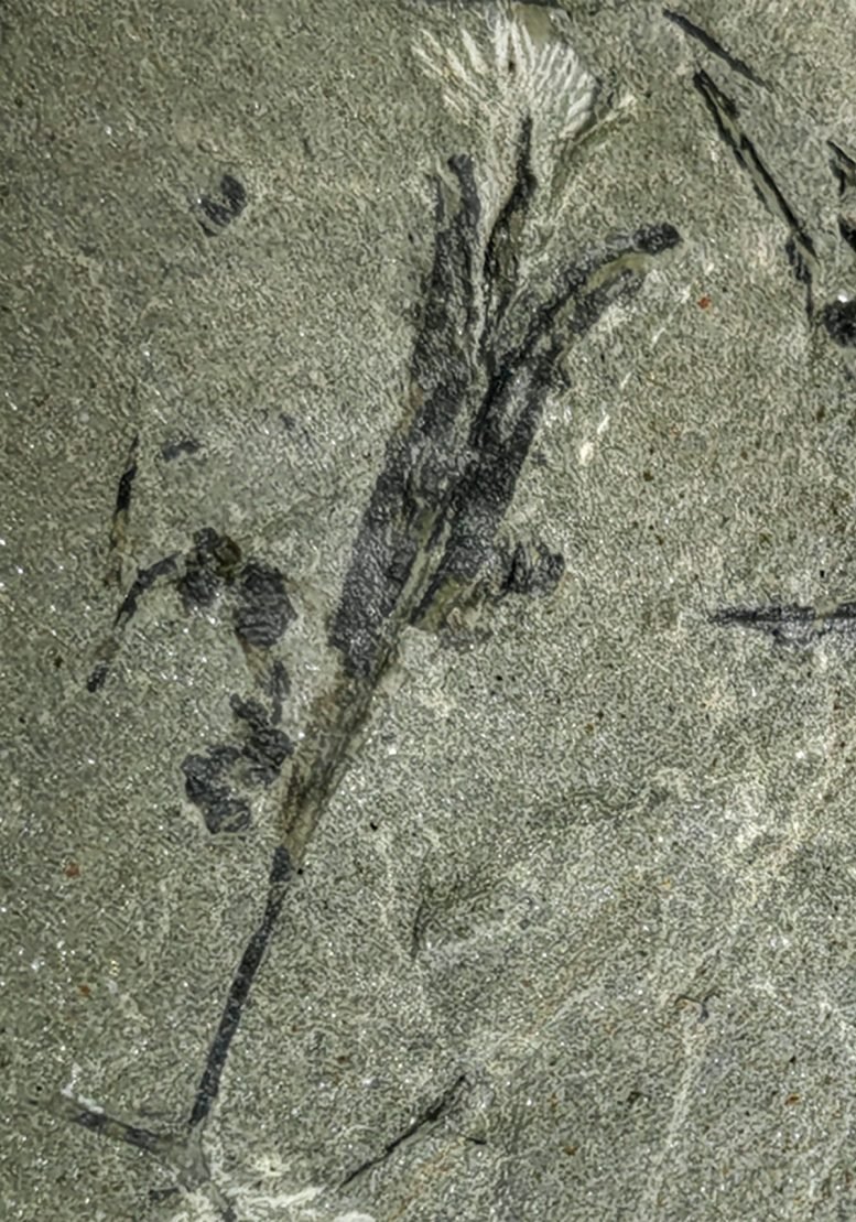 Scientists Discover Ancient 360-Million-Year-Old Winged Plant Seed