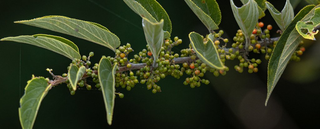 Scientists Found a Cannabis Compound Inside a Totally Different Plant : ScienceAlert