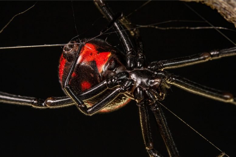 Scientists Unveil the Deadly Secret of Black Widow Venom