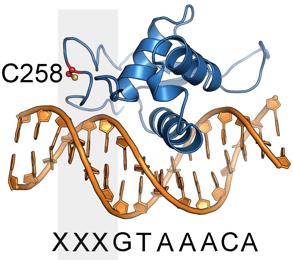 Scientists discover chemical probes for previously 'undruggable' cancer target