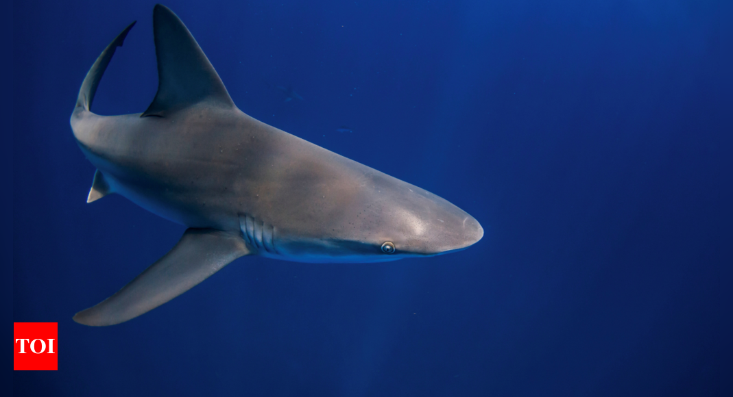 Shark Attack: 'Inside, there were remains of a woman': Body of American tourist found inside shark in Indonesia