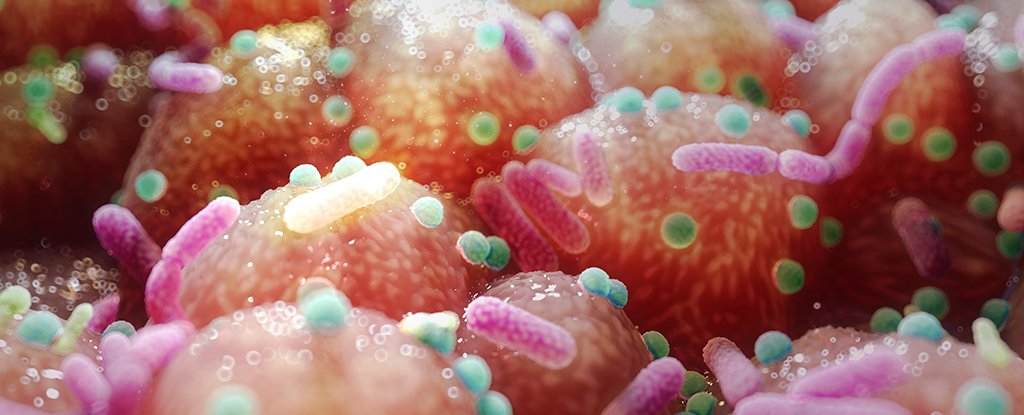 Study Identifies Gut Microbe Imbalances That Predict Autism And ADHD : ScienceAlert