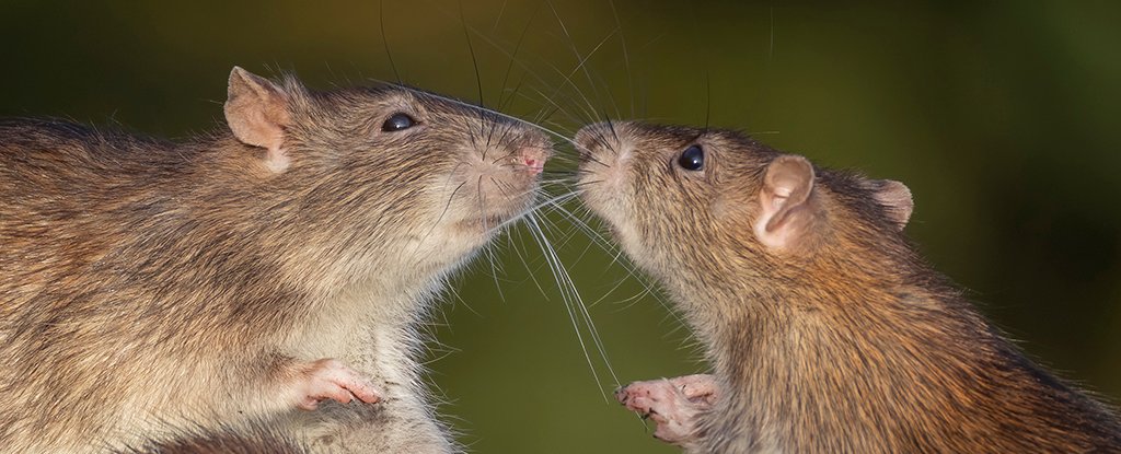 These 'Jedi Rats' Have an Invisible Trick That Can Move Matter Remotely : ScienceAlert