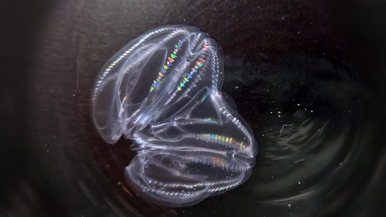 Comb Jellies Fused