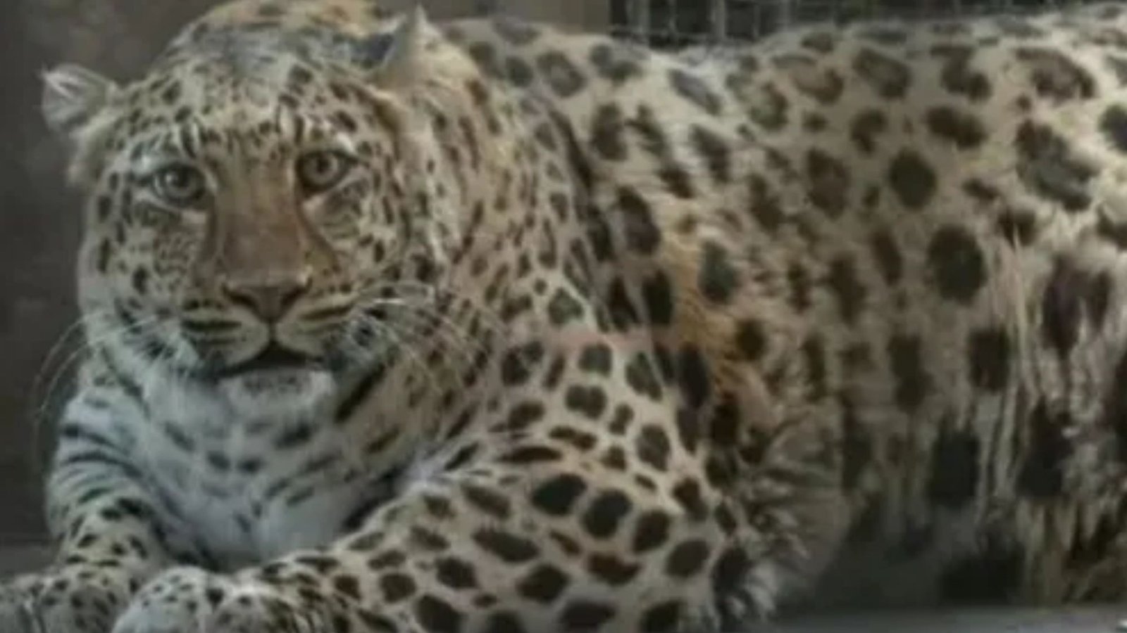 Zoo ‘fatting up animals to turn them into internet stars like Moo Deng’ after pics of big leopard & coma bear go viral