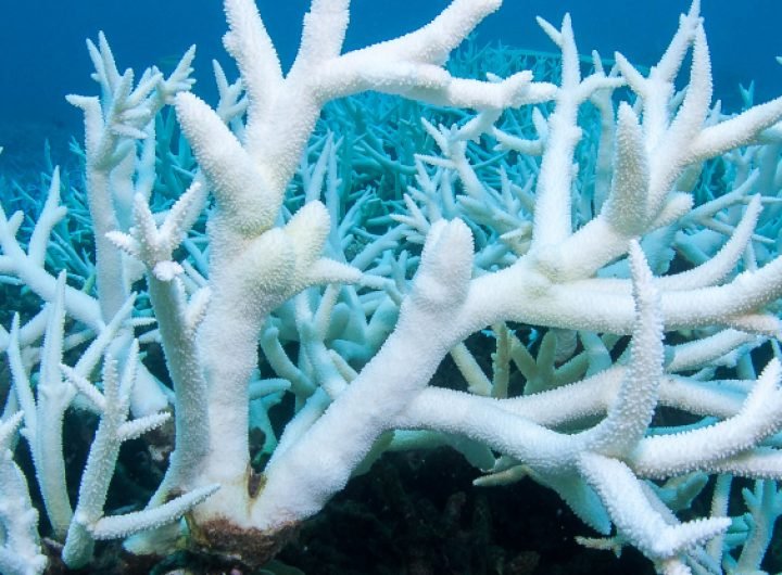 44% of Warm-Water Coral Faces Extinction as Temperatures Rise : ScienceAlert