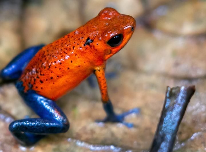 A Mysterious Explosion of Color in Animals Has Lasted 100 Million Years : ScienceAlert