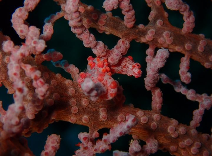 A Small And Beautiful Seahorse Reveals An Even Smaller And Reclusive Worm