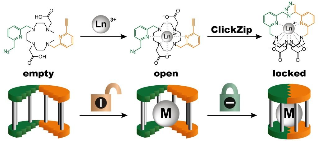 A molecular trap for exotic metals promises improved diagnostics and faster drug development