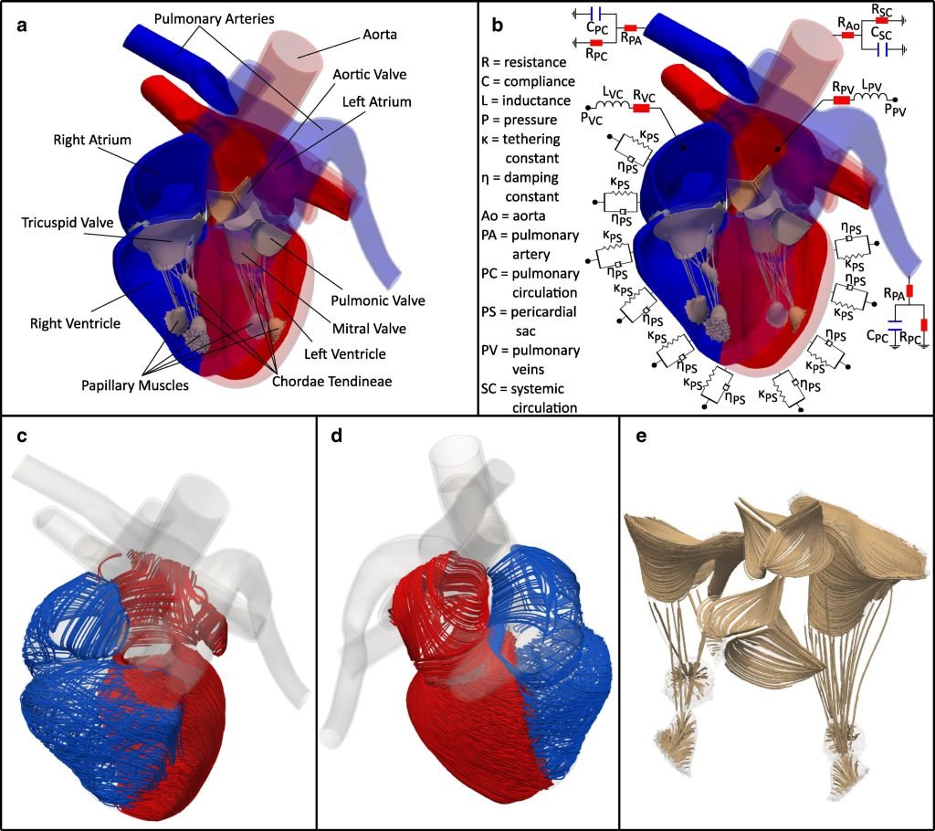 Advanced heart model can provide patient-specific simulations