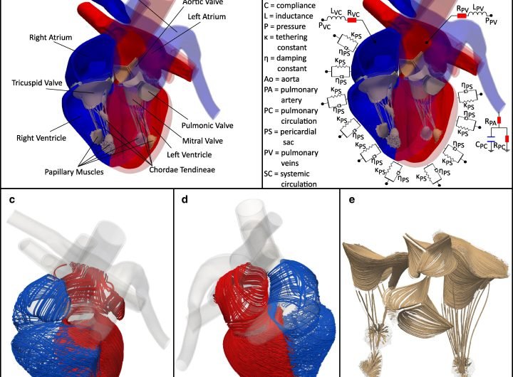 Advanced heart model can provide patient-specific simulations