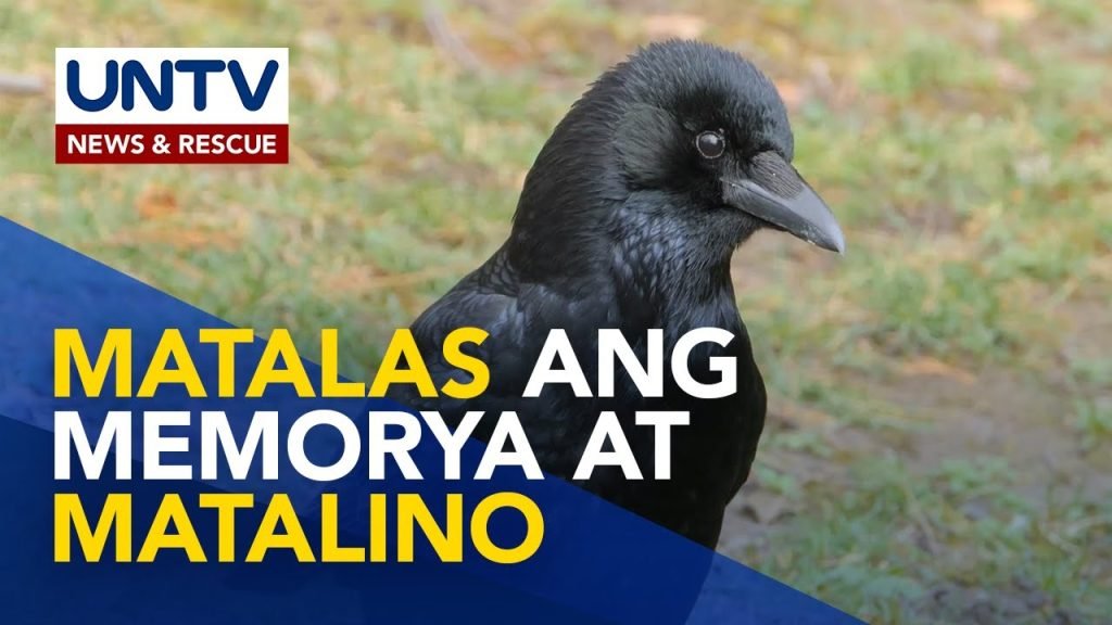 Alamin: mga kamangha-manghang katangian ng Raven o uwak | Wonders of Creation