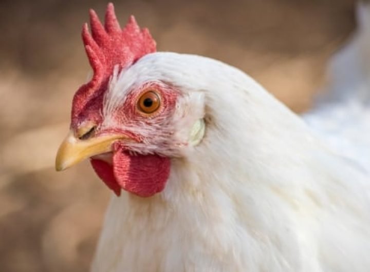 B.C. investigating 1st presumptive human avian flu case acquired in Canada