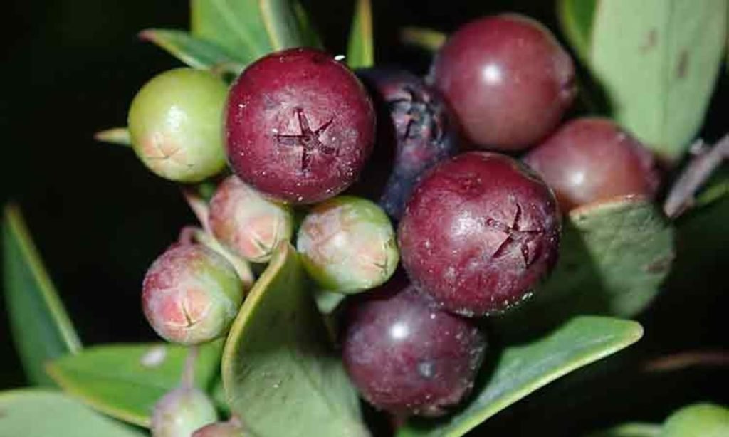 Blueberry discovered on Mount Apo