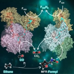 Molecular Reactions Involved in Ethane Degradation