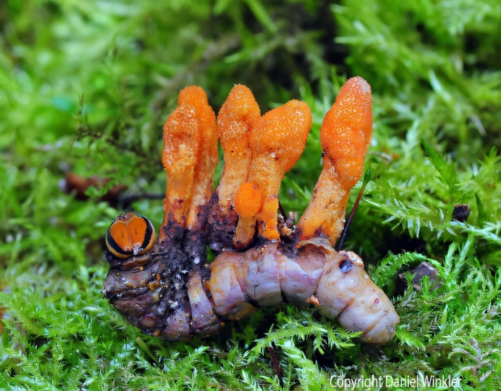 Caterpillar fungus chemical can slow down growth of cancer cells, researchers discover