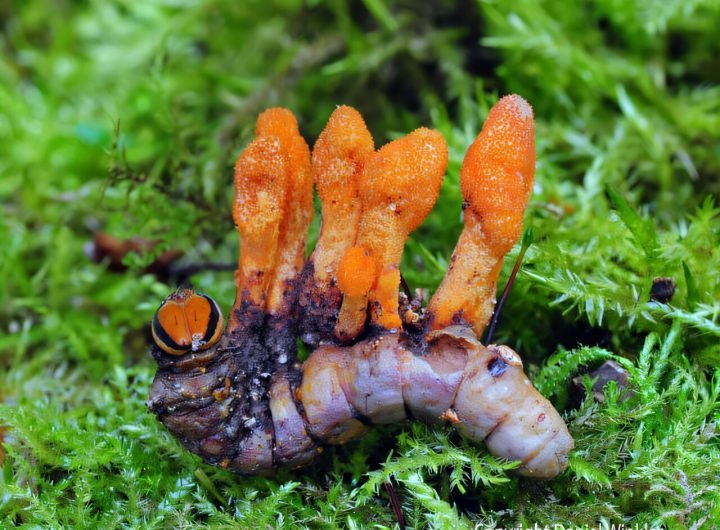 Caterpillar fungus chemical can slow down growth of cancer cells, researchers discover