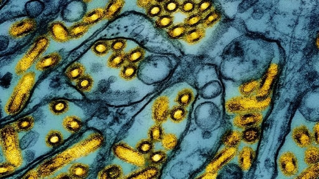 Cause of B.C. teen's H5N1 avian flu infection still unknown, health officials say